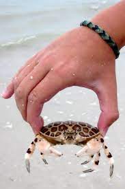 Calico Crab Lighthouse Beach Ocean Creatures Ocean Animals Sea Creatures