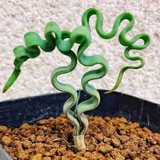 Image result for Trachyandra saltii