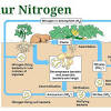 (ni diagram siklus karbon )epat menunjukkan pergerakan karbon antara daratan, atmosfer, dan lautan. 1