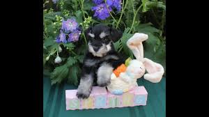It's also free to list your available puppies and litters on our site. Phantom Black Silver Liver Tan Toy Schnauzers Youtube