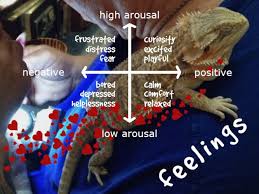 Bearded dragons are medium sized lizards that are commonly kept as pets. Bearded Dragon Diet And Nutrition Over 125 Safe Food List