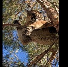 Löwen und tiger fallen dir dabei bestimmt sofort ein. Raubkatzen Attacke Puma Schleicht Sich An Und Beisst Achtjahrigen In Den Kopf Welt