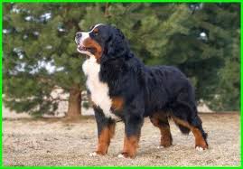 Gambar kartun kepala anjing bulldog keren bestkartun. 9 Jenis Anjing Berbulu Lebat Yang Lucu Menggemaskan Dunia Fauna Hewan Binatang Tumbuhan Anjing Ras Anjing Hewan