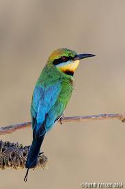 Rainbow Bee Eater Goruntuler Ile Kus Resimleri