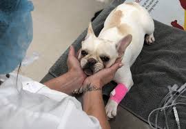 The whole pet vet hospital and wellness center of los gatos, california proudly offers truly holistic veterinary care. Wilmington Nc Veterinarian Whole Pet Veterinary Hospital Wilmington