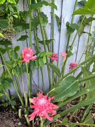 Image result for Etlingera