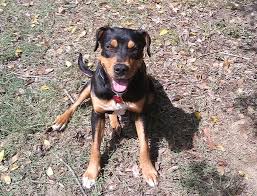 Ronny d fakhoury on german rottweiler puppies for sale craigslist. Pin On Animals