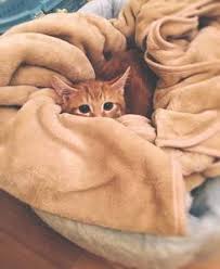 Benadryl For Cats Can Kitty Have It How To Give And The