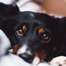 Small black dogs are often highly affectionate and sensitive, suitable for apartment or house living. Tonometry River Bridge Animal Hospital