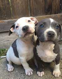 American Staffordshire Terrier Puppies Alirowe Ucdavis Edu American Staffordshire Terrier Puppies American Staffordshire Cute Puppies