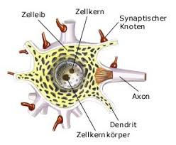 Nerve cells are designed to transmit messages throughout the body. Nervenzelle Gesundheit De