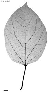 Image result for Premna velutina