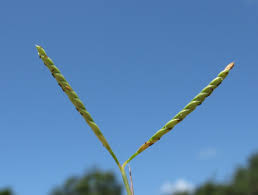 Image result for Paspalum vaginatum