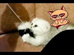 Very Angry Little Kitty Youtube Little Kitty Angry Cat Cat Work