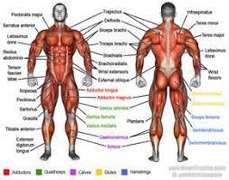 The intrinsic muscles are named as such because their embryological development begins in the back, oppose to the superficial and intermediate back muscles which necessary cookies are absolutely essential for the website to function properly. Learn Muscle Names And How To Memorize Them Weight Training Guide Human Muscle Anatomy Muscle Names Muscle Anatomy