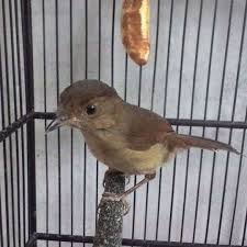 We did not find results for: Burung Flamboyan Jantan Ciri Ciri Hwamei Mini Atau Wambi Mini Tips Dan Bisnis Seputar Burung Download Lagu Suara Burung Flamboyan Gacor 11 47mb Dan Streaming Kumpulan Lagu Suara Burung Hasil Diatas