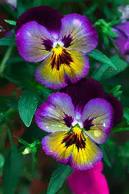 Pin By F B On Cveti Gif Pansies Flowers Beautiful Flowers Purple Flowers