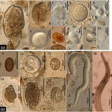 Image result for Aneilema nyasense