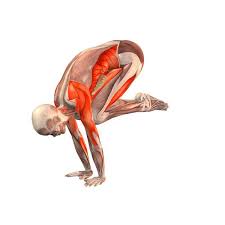 To view the wonderful original image. Crane Pose Bakasana Yoga Poses Yoga Com Yoga Anatomy Yoga Muscles Yoga Asanas