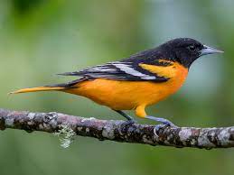 Maybe you would like to learn more about one of these? Baltimore Oriole Ebird
