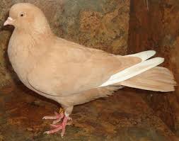 Birds For Sale In Ohio Birmingham Roller Pigeons For Sale Pigeons For Sale Pigeon Pictures Pigeon