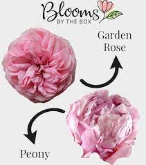 Peonies, garden roses, dahlias, ranunculus: Gorgeous Garden Roses Blooms By The Box
