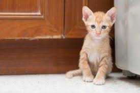 I drove extremely over the speed limit, then got a call from our vet clinic that they spotted her as well. Veterinary Specials In Iowa City Ia All Pets Veterinary Clinic