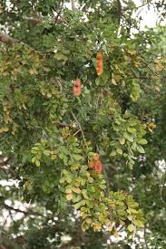 Image result for Erythrophleum