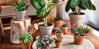 Flowering plants make seeds within flower? 9 Non Flowering Plants That Cast The Magic With Their Foliage
