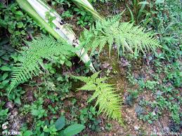 Image result for Pityrogramma calomelanos