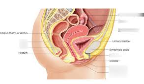 Webgl is required (google chrome recommended). Human Reproduction Internal Organs Female Anatomy Diagram Quizlet