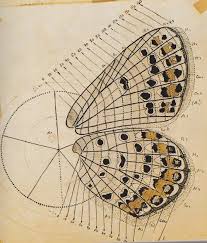 Vladimir Nabokov Anatomical Drawing Of A Butterfly Scientific Illustration Insect Art Art