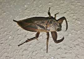 Water Bug Giant Water Bug Toe Biter Alligator Tick Insects Beetles Close Up Pincers Arthropods Belostomatidae Pikist Alligator tick belostomatidae in western pa.