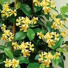 Deciding where to place the vines is an important consideration and often a daunting. 39 Best Garden Evergreen Vines Zone 8b Ideas Evergreen Vines Plants Vines