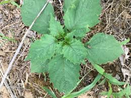 Image result for Physalis angulata