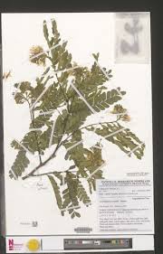 Image result for Scorodophloeus