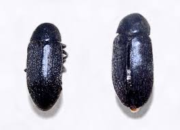 Image result for dermestidae