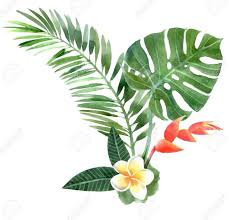Fleurs Fleurs Tropicales Dessin Plante Dessin Floral