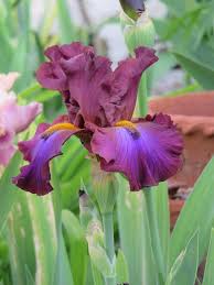 Photo Of The Bloom Of Tall Bearded Iris Iris Gasper Posted By Bloomers Garden Org