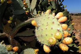 A Humble Cactus Brings Hope To Algeria Meo
