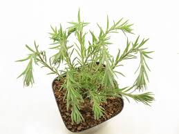 Image result for Aeollanthus subacaulis