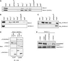 In the evenings, it carries the syndicated delilah program from premiere networks. Atypical Mechanism Of Regulation Of The Wrch 1 Rho Family Small Gtpase Sciencedirect