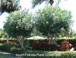 Pin By Time Realty Services Inc On Florida Plants Trees For Front Yard Drought Resistant Landscaping Pool Landscaping