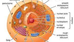 We did not find results for: Cell Definition Types Functions Diagram Division Theory Facts Britannica