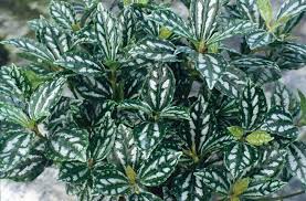 Image result for Pilea cadierei