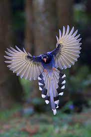 una foto impresionante ave prachtige vogels exotische vogels kleurrijke vogels