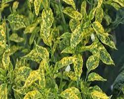 Virus bersifat parasit obligat, hal tersebut disebabkan karena virus hanya dapat bereproduksi di dalam material hidup dengan menginvasi dan memanfaatkan sel makhluk hidup karena virus tidak memiliki perlengkapan. 6 Cara Mengatasi Penyakit Bulai Gemini Pada Cabe Ilmubudidaya Com