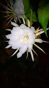Rainha Da Noite Primeira Flor 01 2015 Moon Flower Night Blooming Flowers Succulents