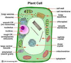 Plant Cell Science Cells Plant Cell Learning Science