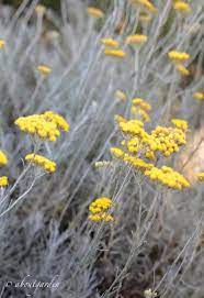 Le piante della macchia mediterranea possiedono a volte virtù terapeutiche del tutto inaspettate. Antitarme Naturale Con L Elicriso Aboutgarden